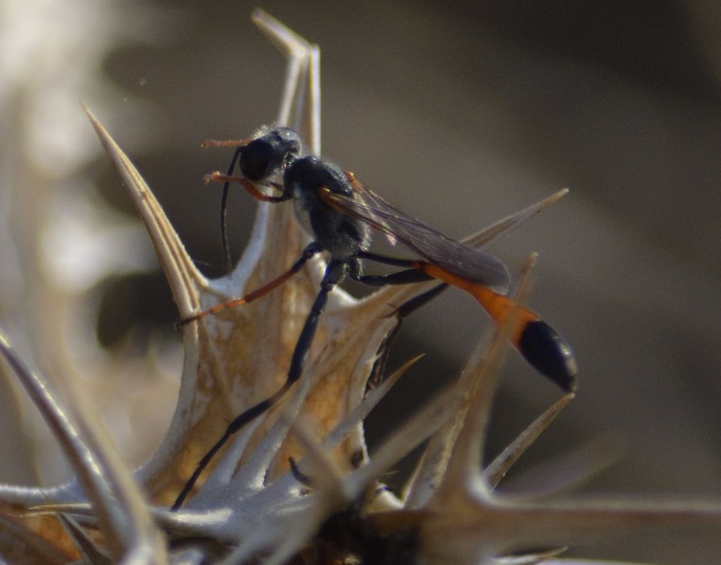 Sphecidae: Ammophila heydeni heydeni e sfecide indet. (cfr.)